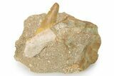 Bargain, Otodus Shark Tooth Fossil In Rock - Eocene #86989-1